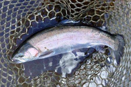 大物狙いでエキスパートエリア ～平谷湖フィッシングスポット～